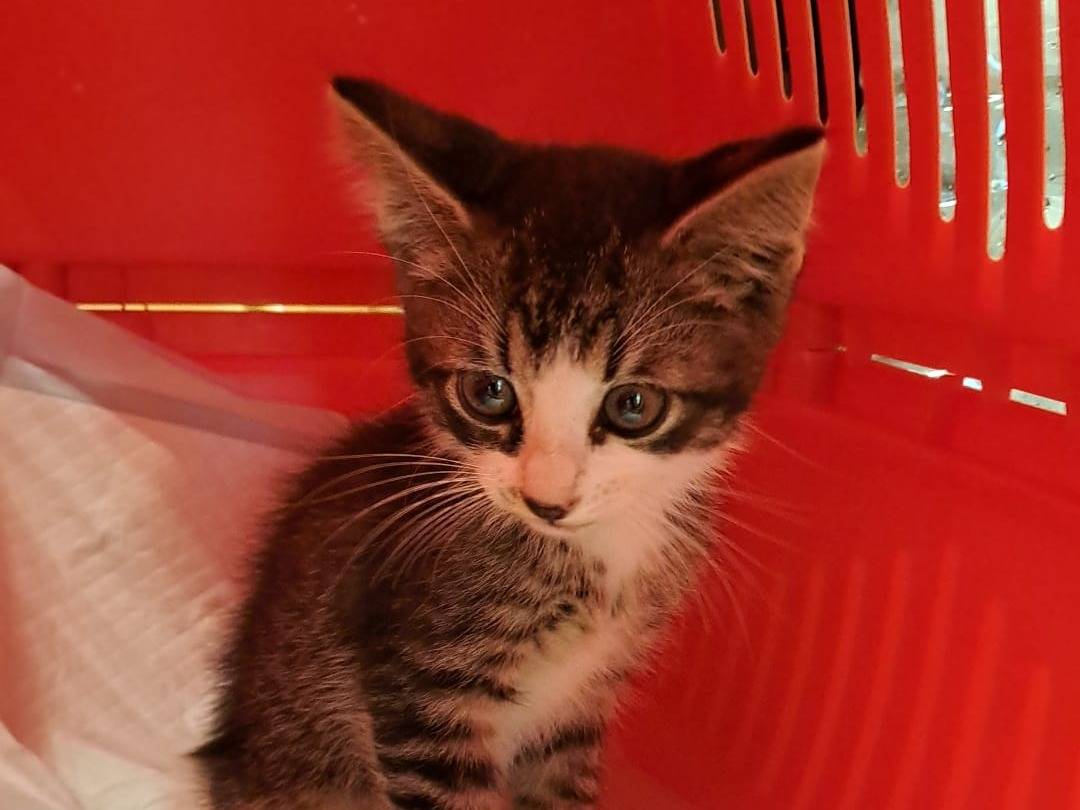 Adozione gatto, maschio, Razza sconosciuta Razza sconosciuta, 2 mesi, taglia non valida, Ravenna