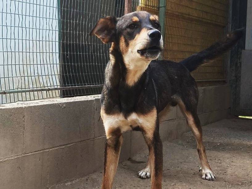 Adotta un cane, taglia media contenuta, maschio, Como