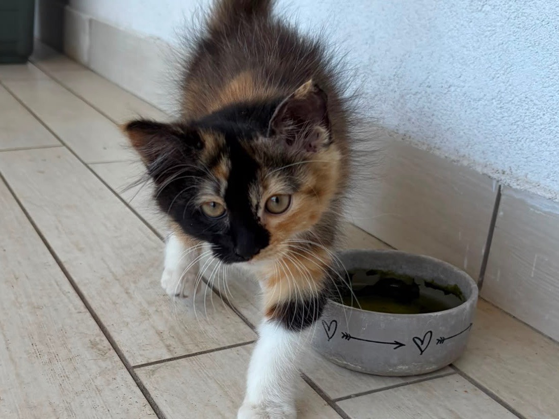 Adotta un gatto, femmina, 3 mesi, Caserta