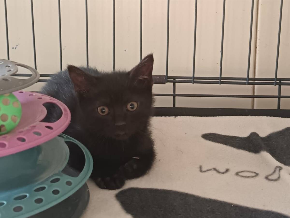 Adozione gatto, maschio, Razza sconosciuta Razza sconosciuta, 2 mesi, taglia non valida, Ravenna