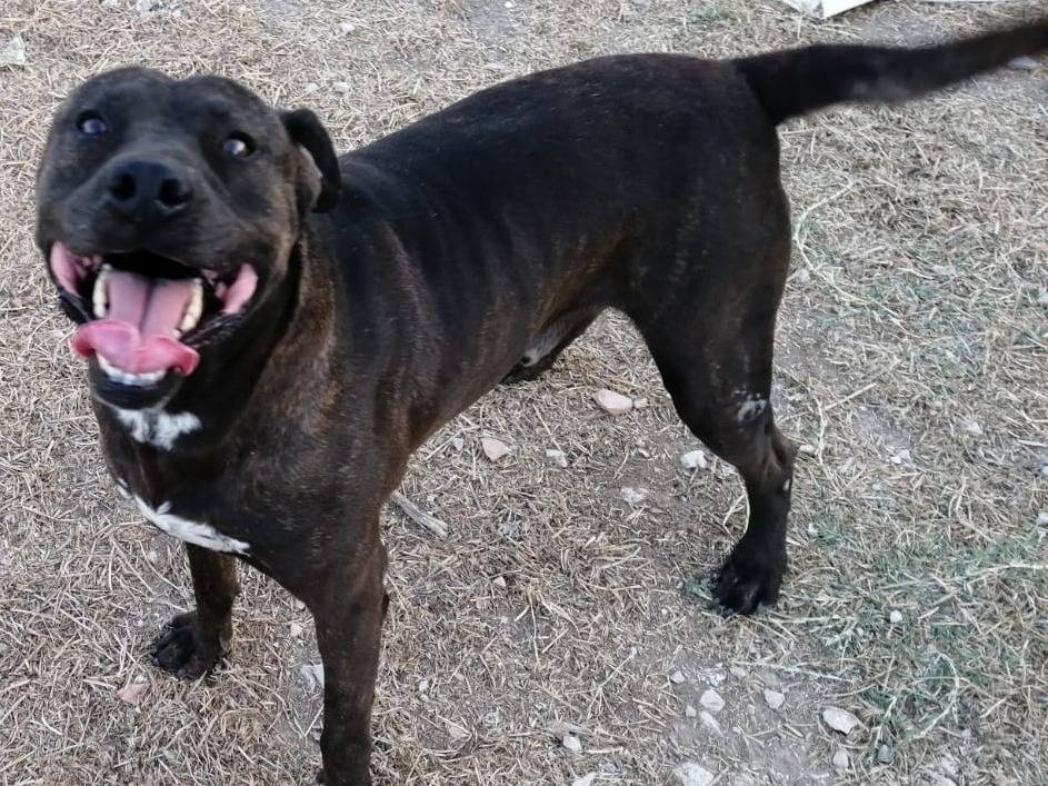 Adotta un cane, taglia media, maschio, Torino