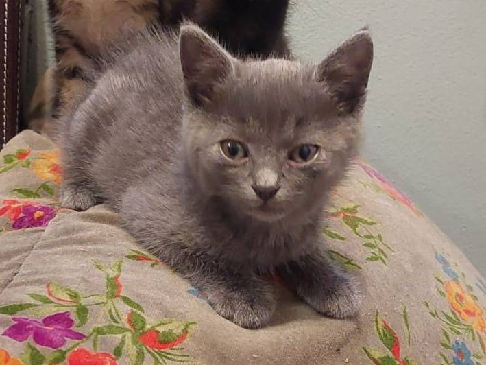 Adozione gatto, maschio, Razza sconosciuta Razza sconosciuta, 2 mesi, taglia non valida, Ravenna