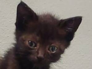 Adozione gatto, maschio, Razza sconosciuta Razza sconosciuta, 2 mesi, taglia non valida, Ravenna