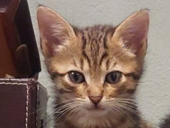 Adozione gatto, maschio, Razza sconosciuta Razza sconosciuta, 2 mesi, taglia non valida, Ravenna