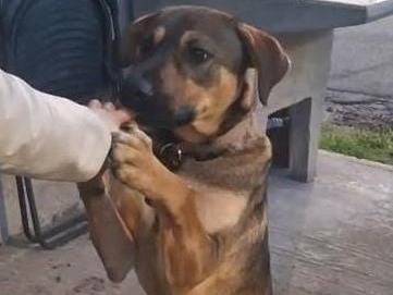 Adozione cane, maschio, Razza sconosciuta Razza sconosciuta, 1 anno e 1 mese, taglia media, Brescia