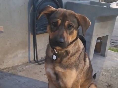 Adotta un cane, maschio, 1 anno e 1 mese, Brescia