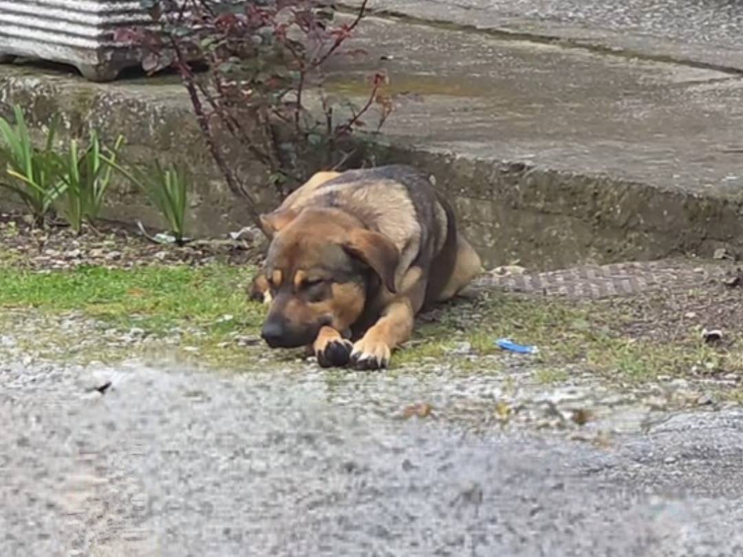 Adotta un cane, taglia media, maschio, Brescia
