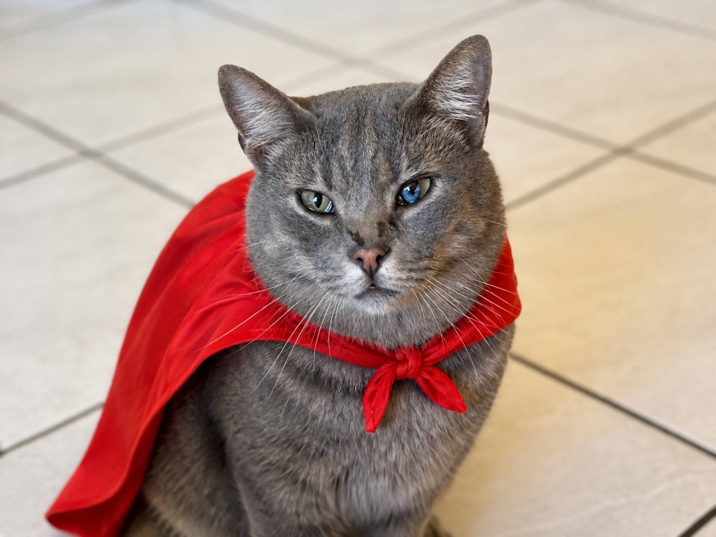 Adozione gatto, maschio, Razza sconosciuta Razza sconosciuta, 3 anni, taglia non valida, Napoli