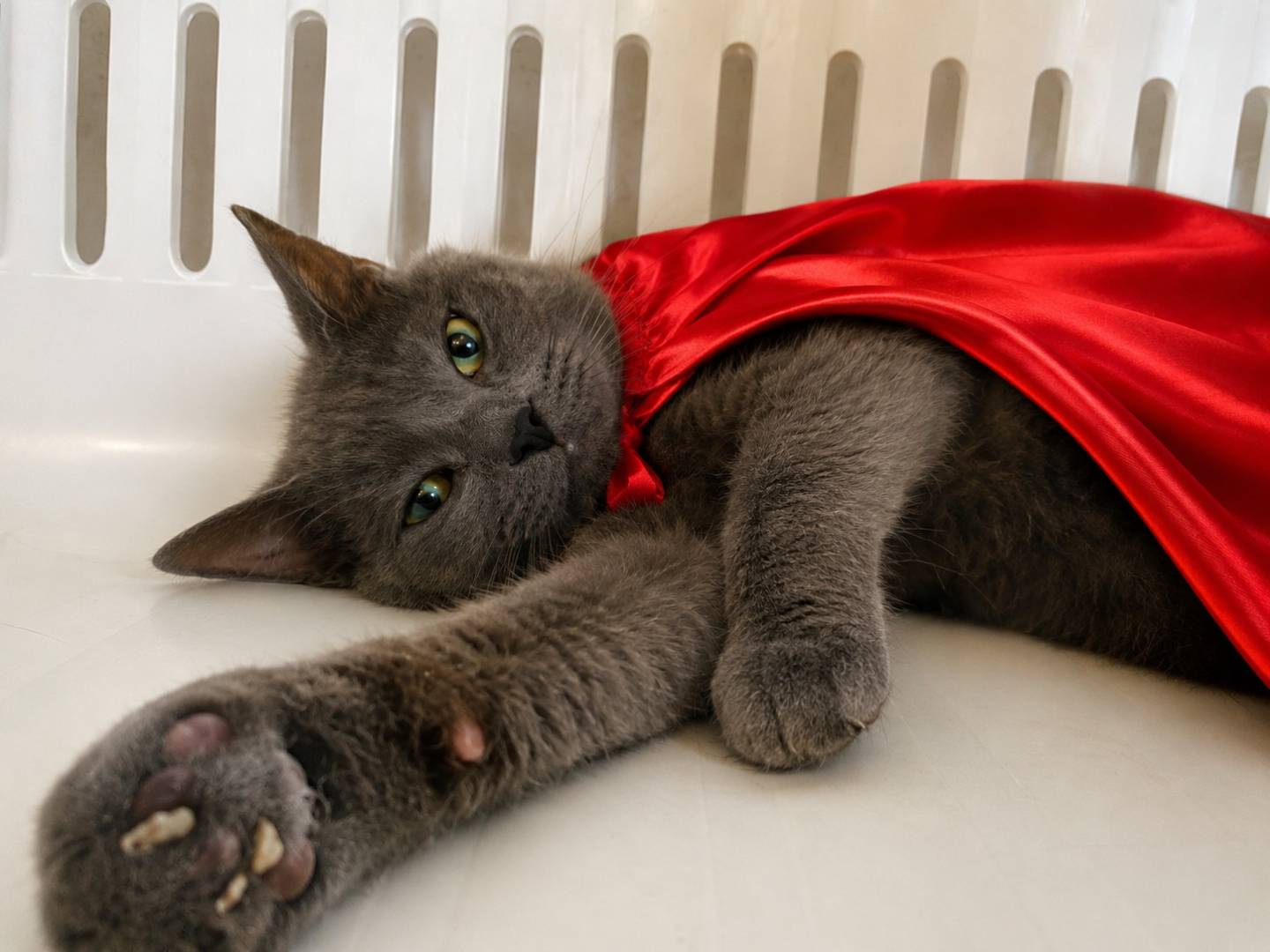 Adozione gatto, femmina, Razza sconosciuta Razza sconosciuta, 4 anni e 4 mesi, taglia non valida, Napoli