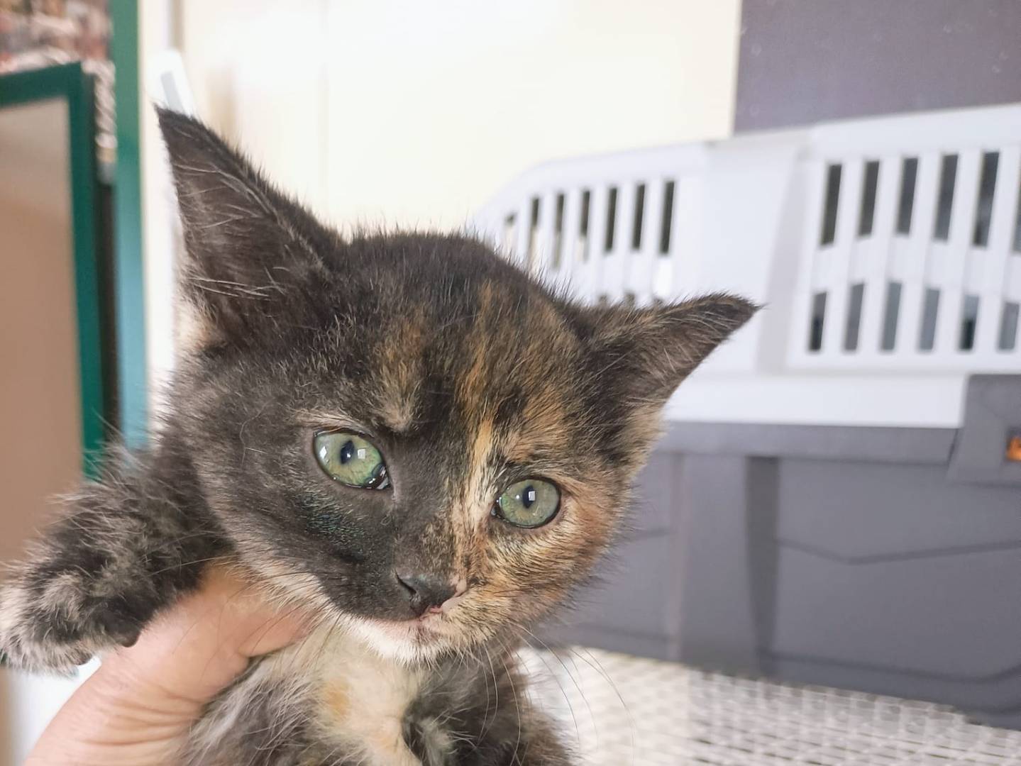 Adozione gatto, femmina, Razza sconosciuta Razza sconosciuta, 3 mesi, taglia non valida, Ravenna