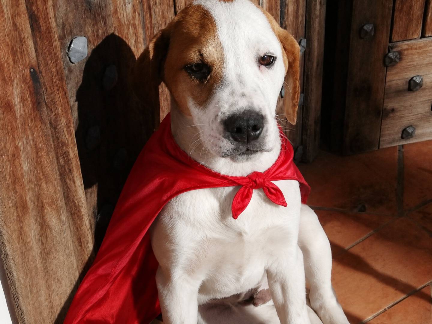 Adozione cane, maschio, Razza sconosciuta Razza sconosciuta, 5 mesi, taglia media contenuta, Napoli