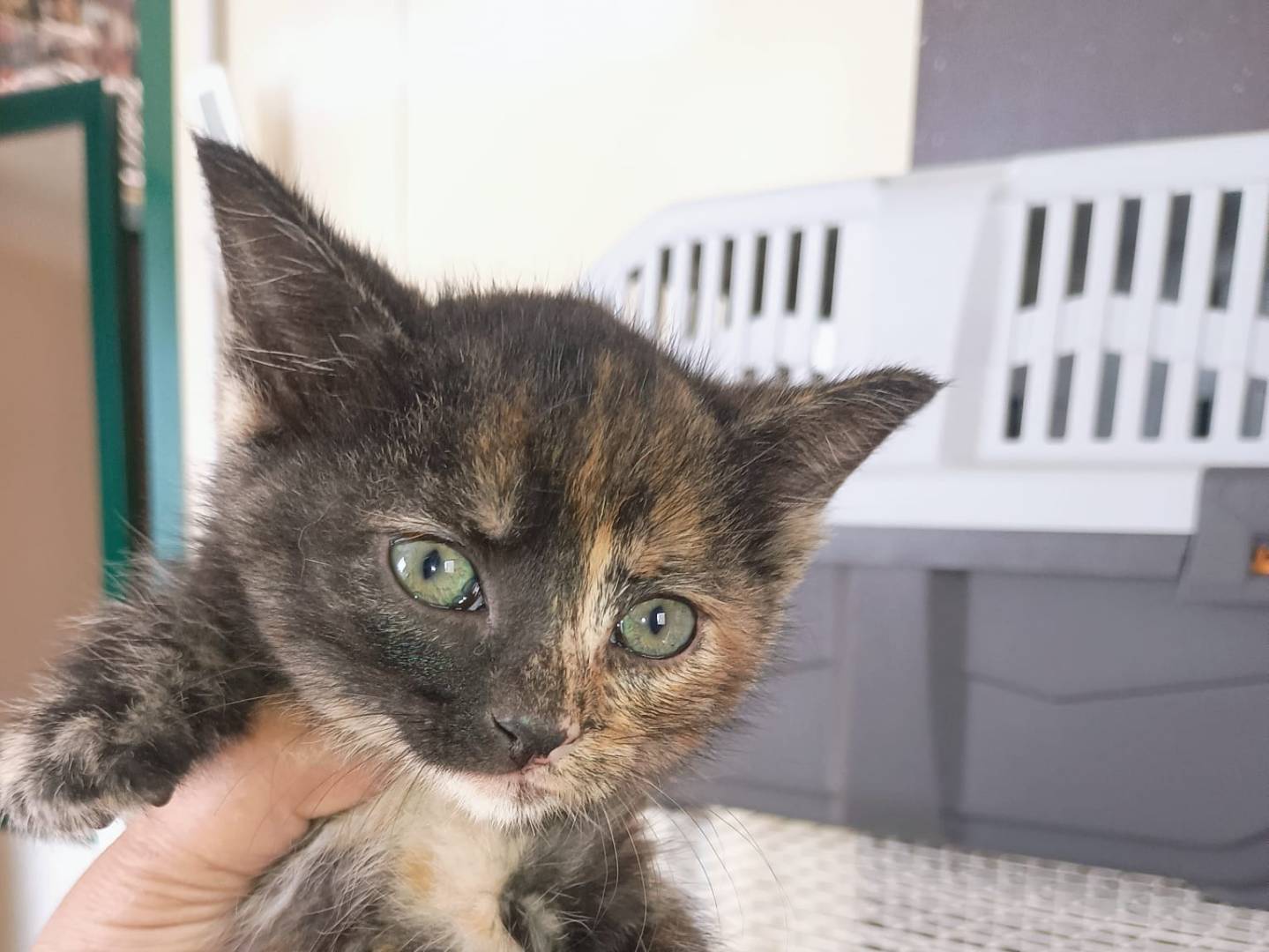 Adozione gatto, femmina, Razza sconosciuta Razza sconosciuta, 3 mesi, taglia non valida, Ravenna