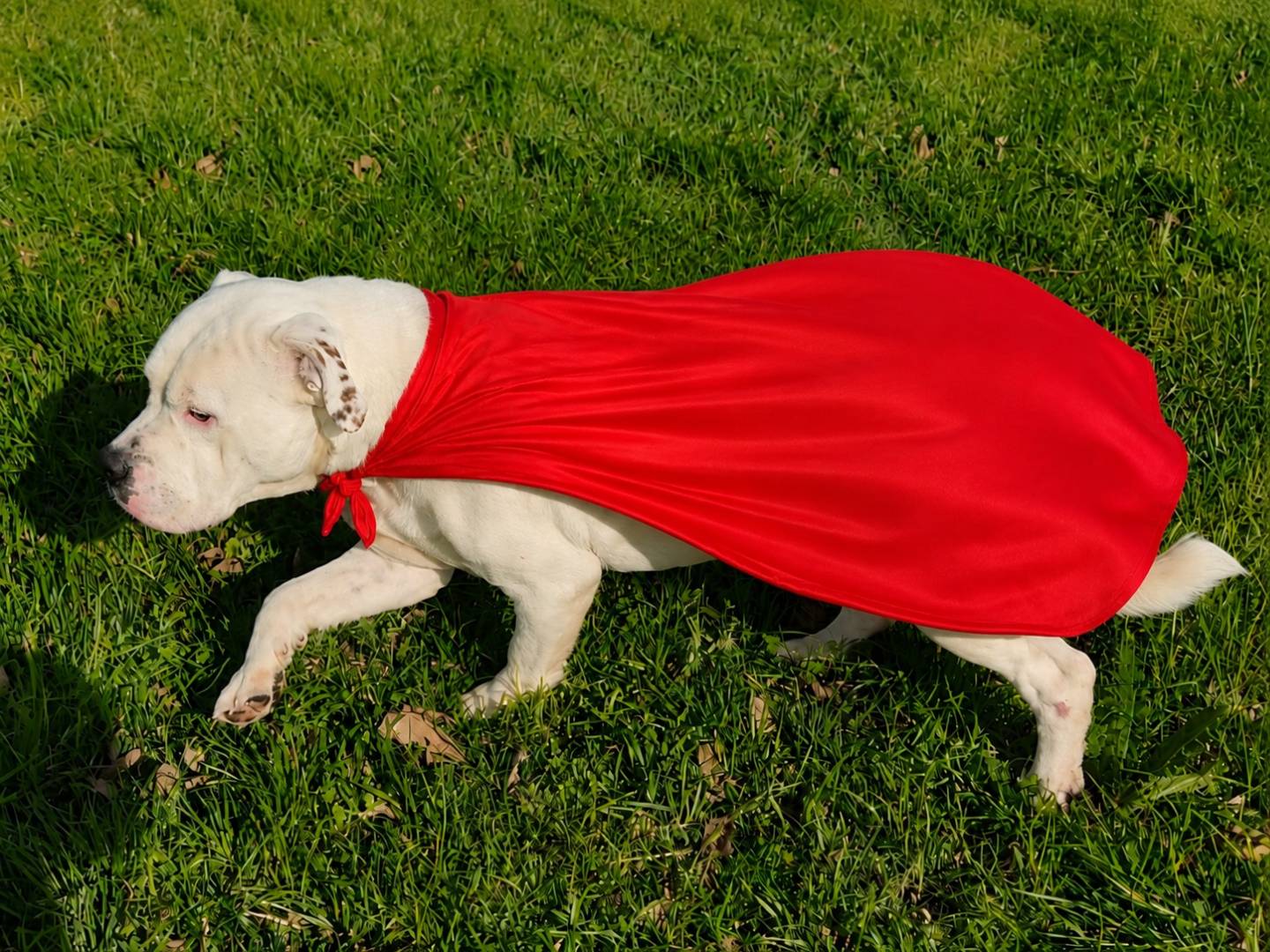 Adozione cane, maschio, Pitbull Labrador Retriever, 5 anni e 4 mesi, taglia gigante, Napoli