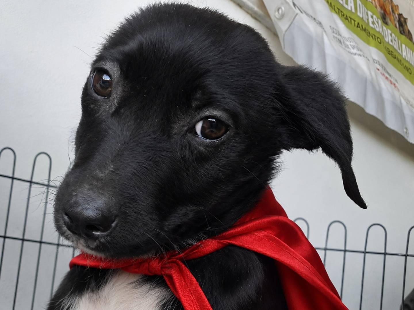 Adozione cane, maschio, Razza sconosciuta Razza sconosciuta, 1 anno e 3 mesi, taglia media contenuta, Napoli