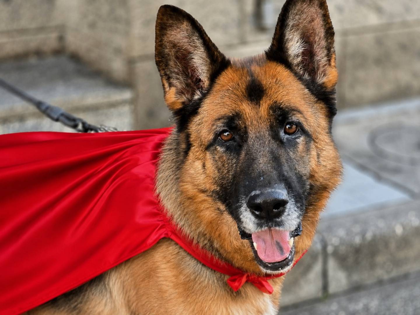 Adozione cane, femmina, Pastore tedesco Razza sconosciuta, 3 anni e 9 mesi, taglia grande, Napoli