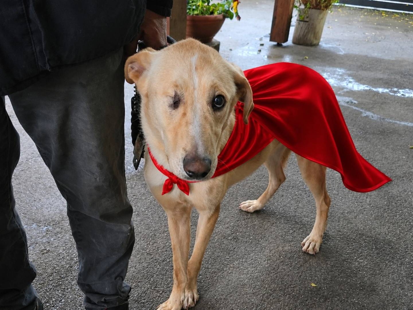 Adozione cane, maschio, Razza sconosciuta Razza sconosciuta, 2 anni e 5 mesi, taglia media, Napoli