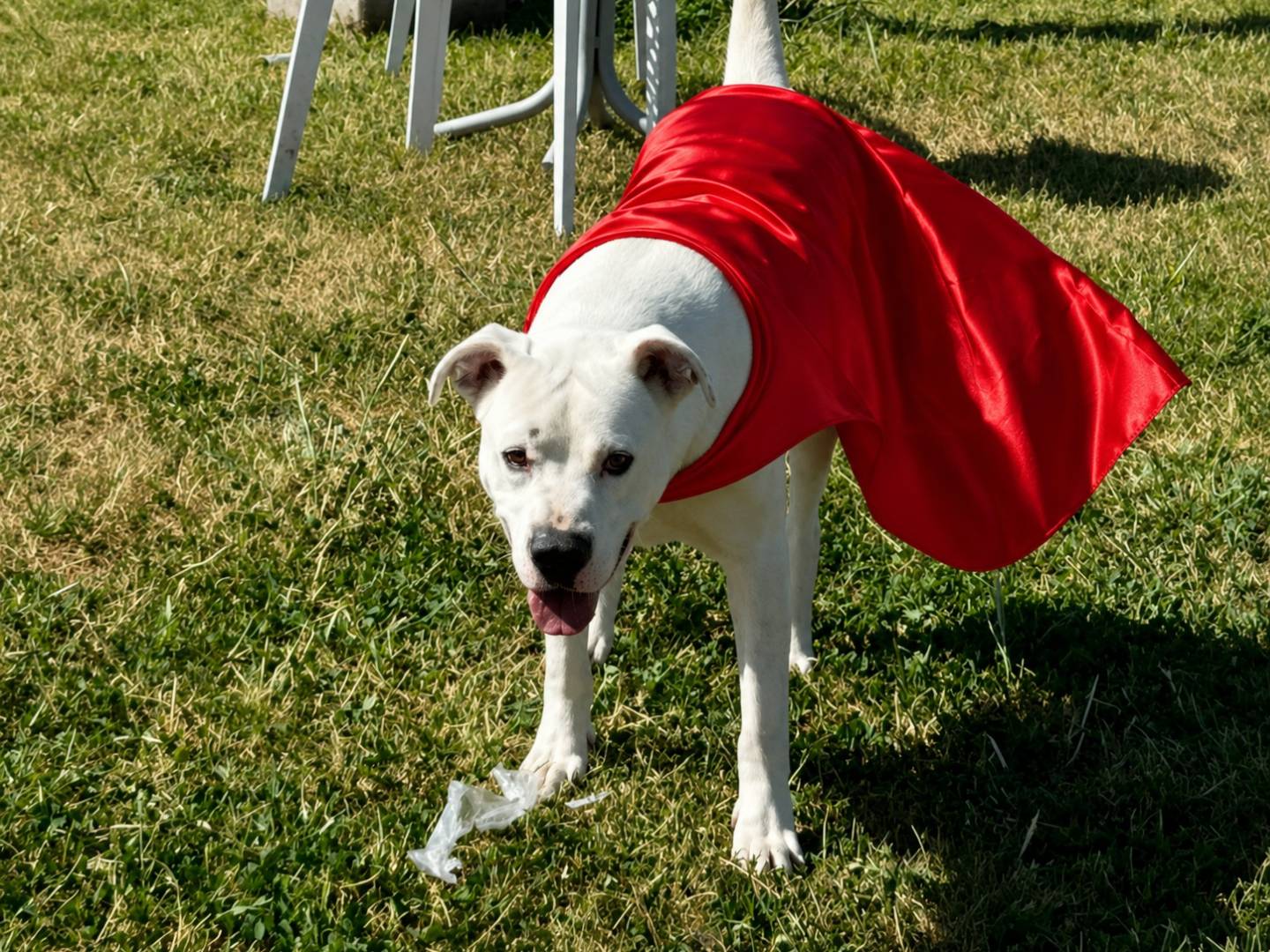 Adozione cane, maschio, Dogo Argentino Razza sconosciuta, 2 anni e 6 mesi, taglia gigante, Napoli