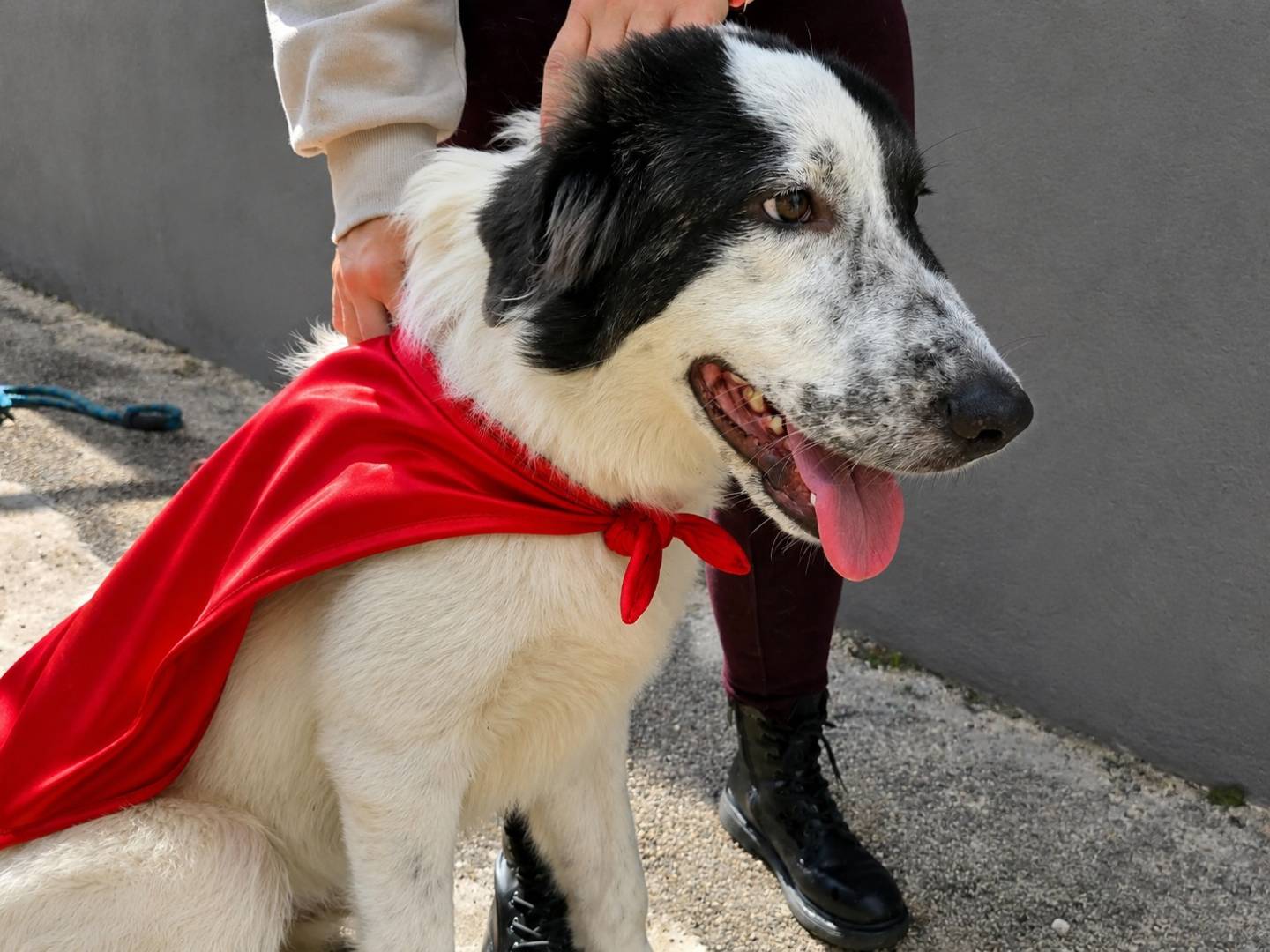 Adozione cane, maschio, Pastore maremmano Razza sconosciuta, 2 anni e 1 mese, taglia gigante, Napoli