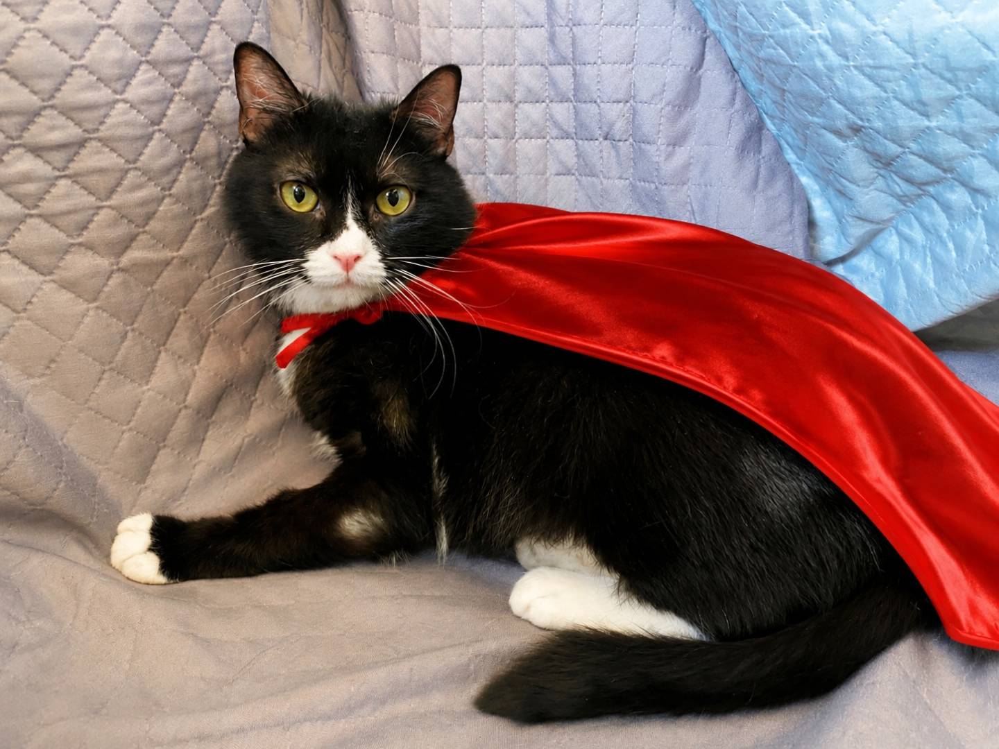 Adozione gatto, femmina, Razza sconosciuta Razza sconosciuta, 3 anni e 8 mesi, taglia non valida, Napoli