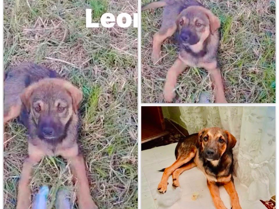 Adozione cane, maschio, Razza sconosciuta Razza sconosciuta, 4 mesi, taglia media contenuta, Cosenza