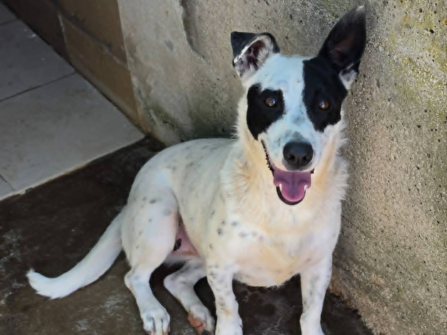 Adozione cane, femmina, Razza sconosciuta Razza sconosciuta, 1 anno e 8 mesi, taglia piccola, Taranto