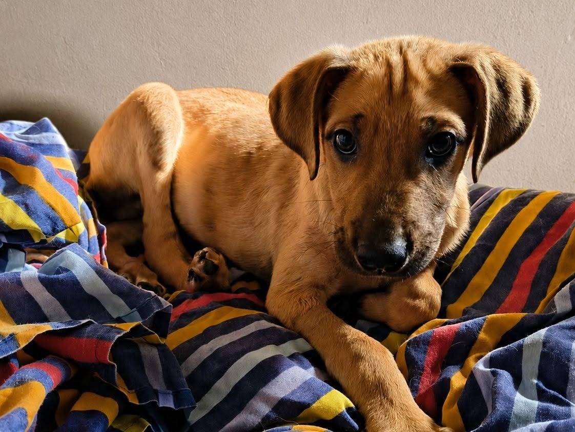 Adozione cane, maschio, Razza sconosciuta Razza sconosciuta, 4 mesi, taglia media, Crotone