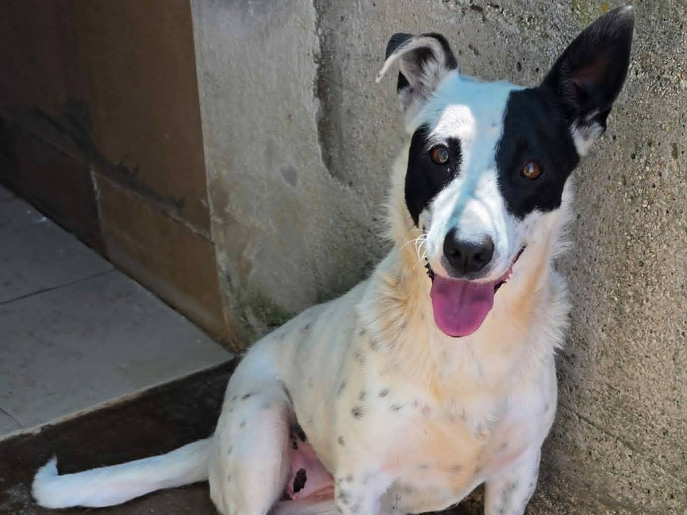 Adotta un cane, femmina, 1 anno e 8 mesi, Taranto