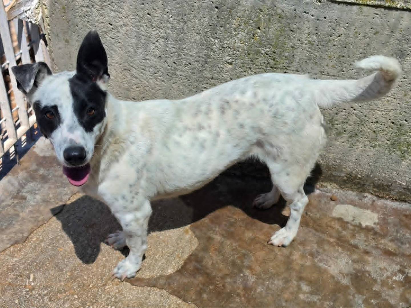 Adotta un cane, taglia piccola, femmina, Taranto