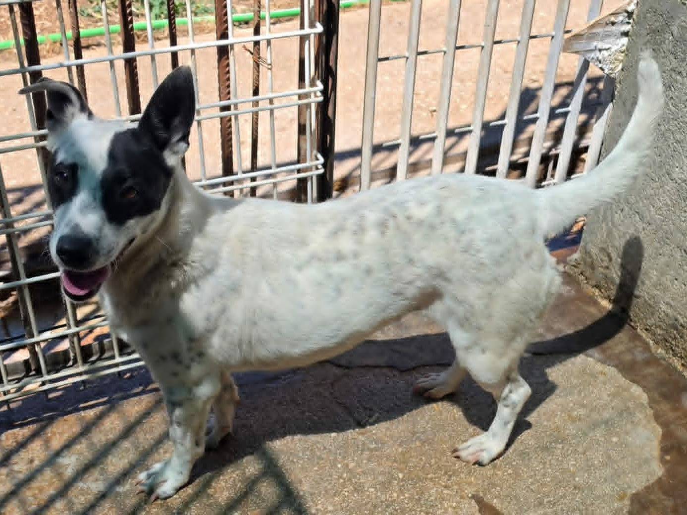 Vuoi adottare un cane a Taranto?