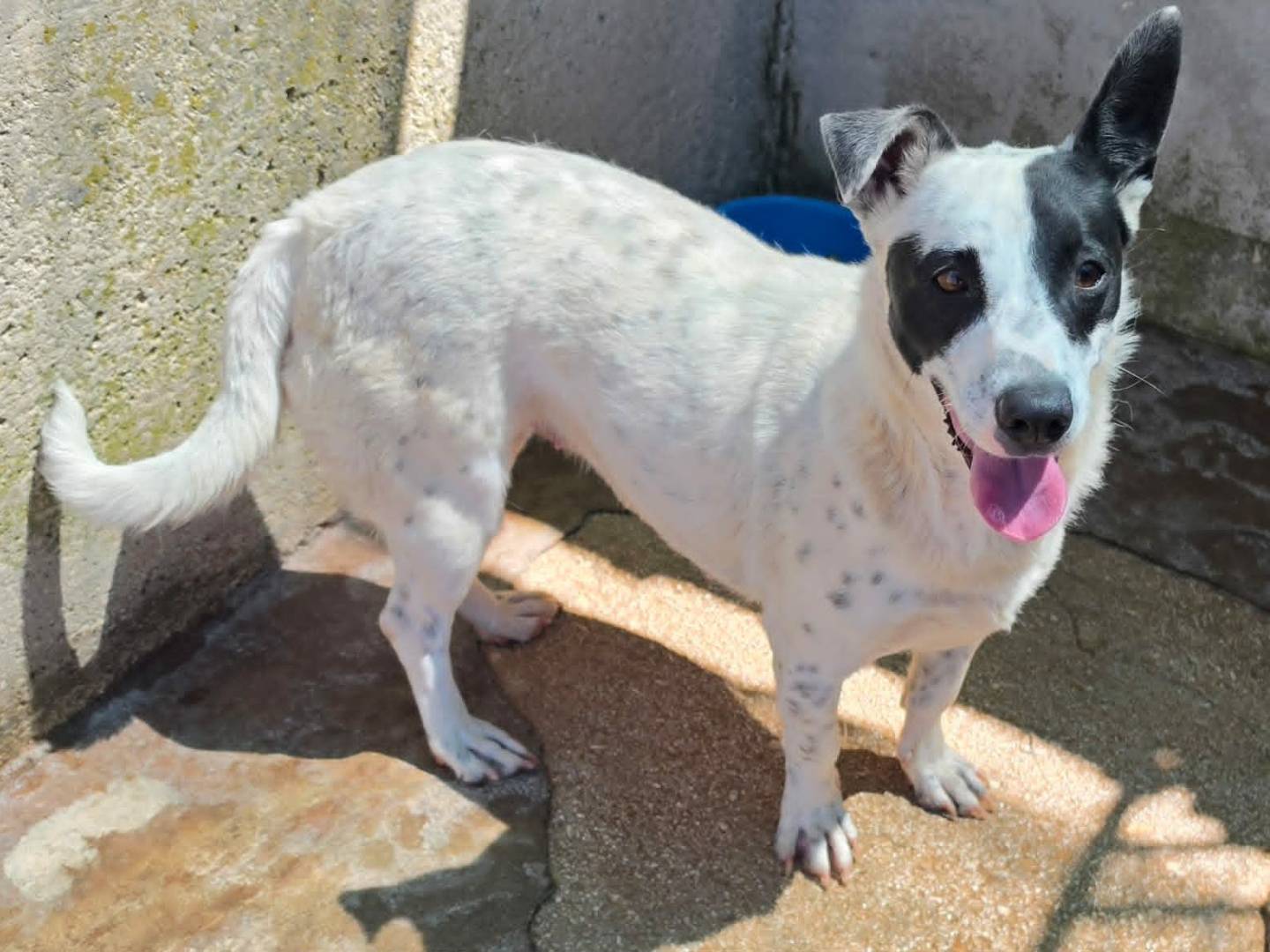 Adotta il cane Pimpa a Taranto