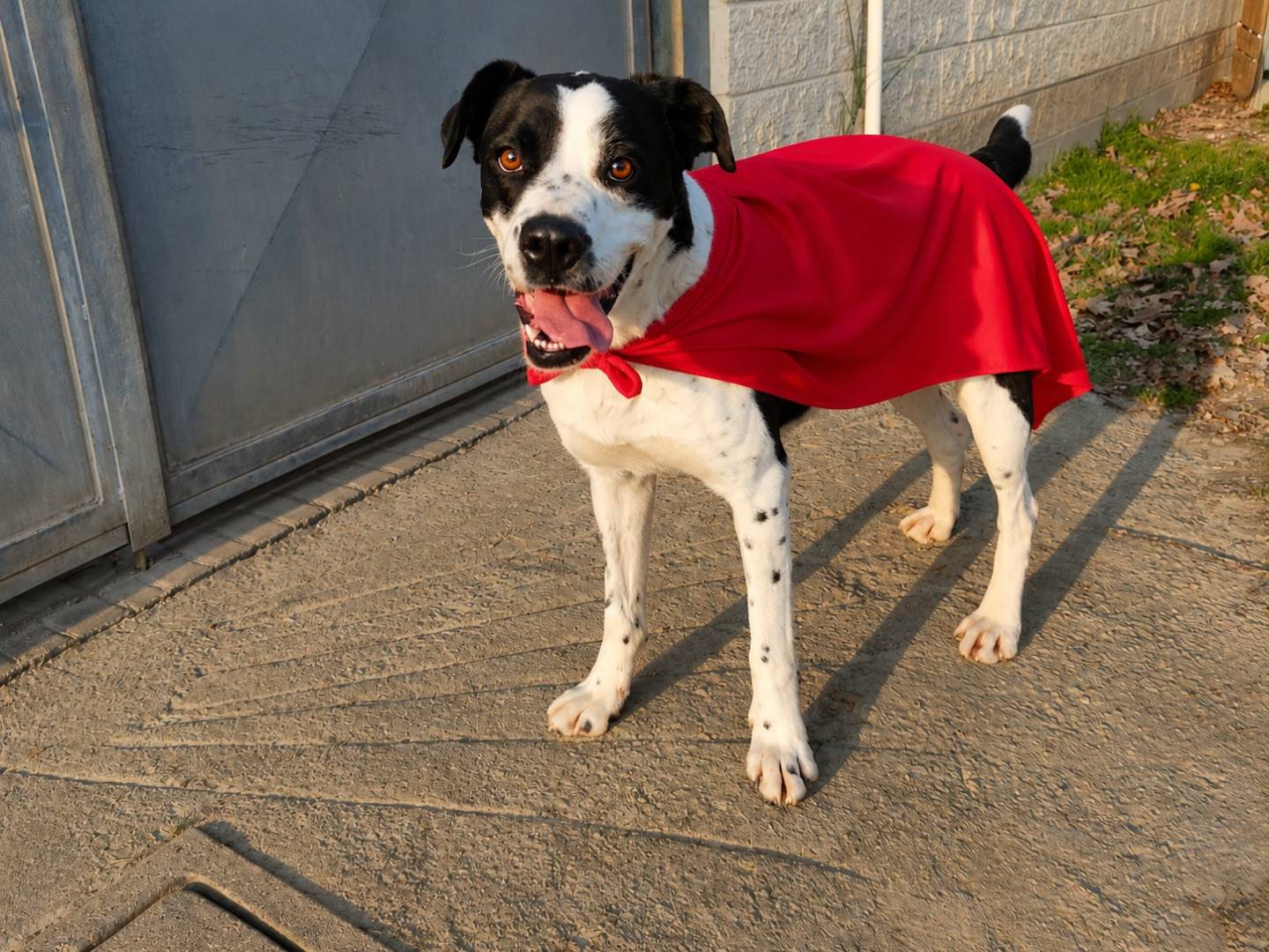 Adozione cane, femmina, Boxer Razza sconosciuta, 1 anno e 2 mesi, taglia media, Cuneo