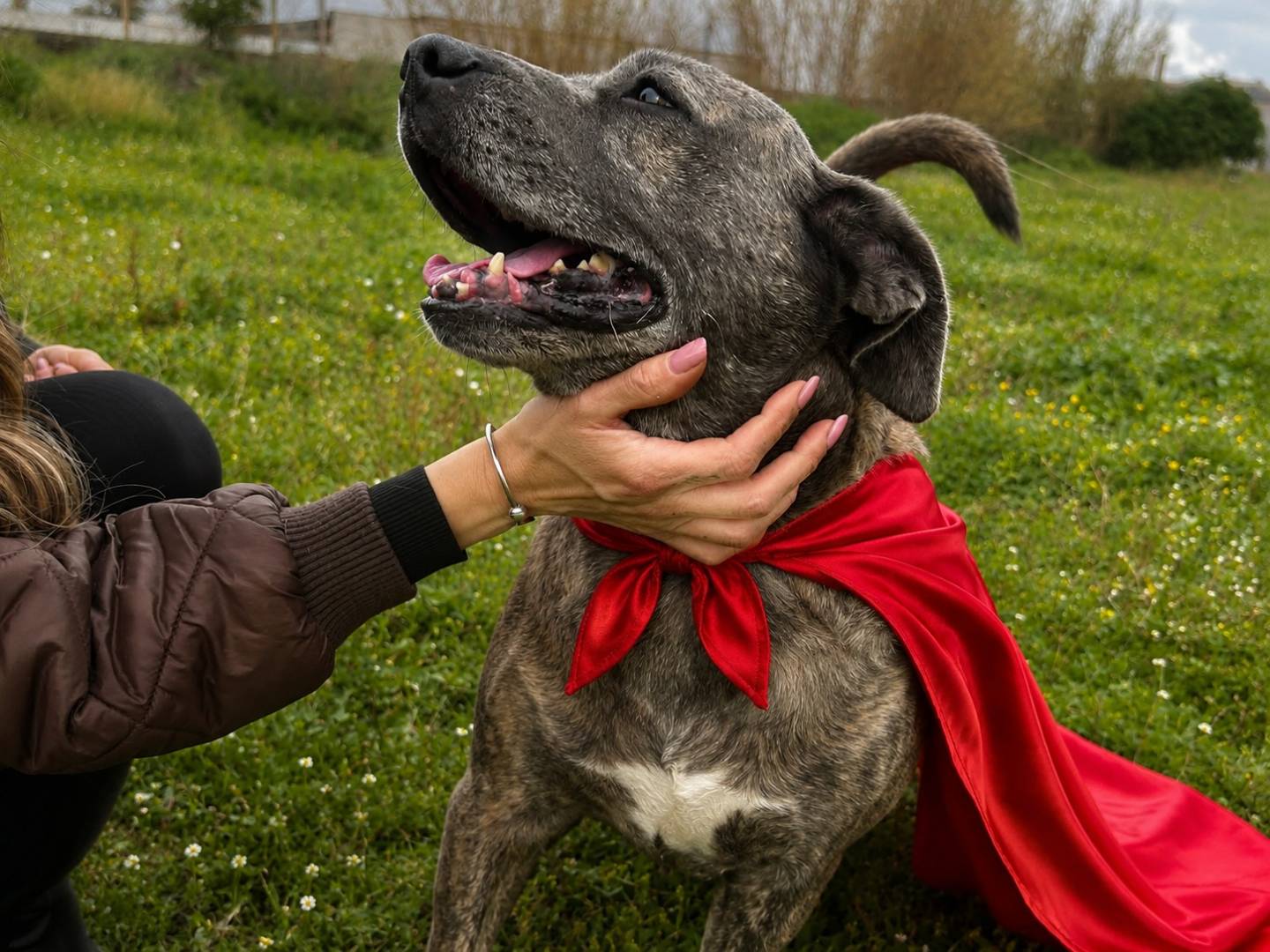 Adozione cane, maschio, Razza sconosciuta Razza sconosciuta, 5 anni e 5 mesi, taglia grande, Napoli