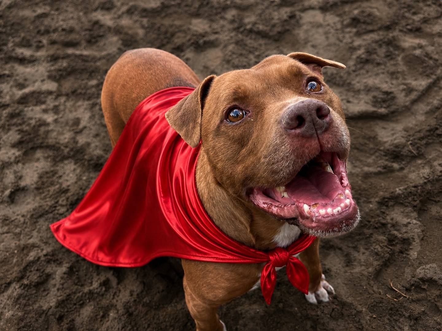 Adozione cane, maschio, Pitbull Razza sconosciuta, 9 anni e 5 mesi, taglia media, Napoli
