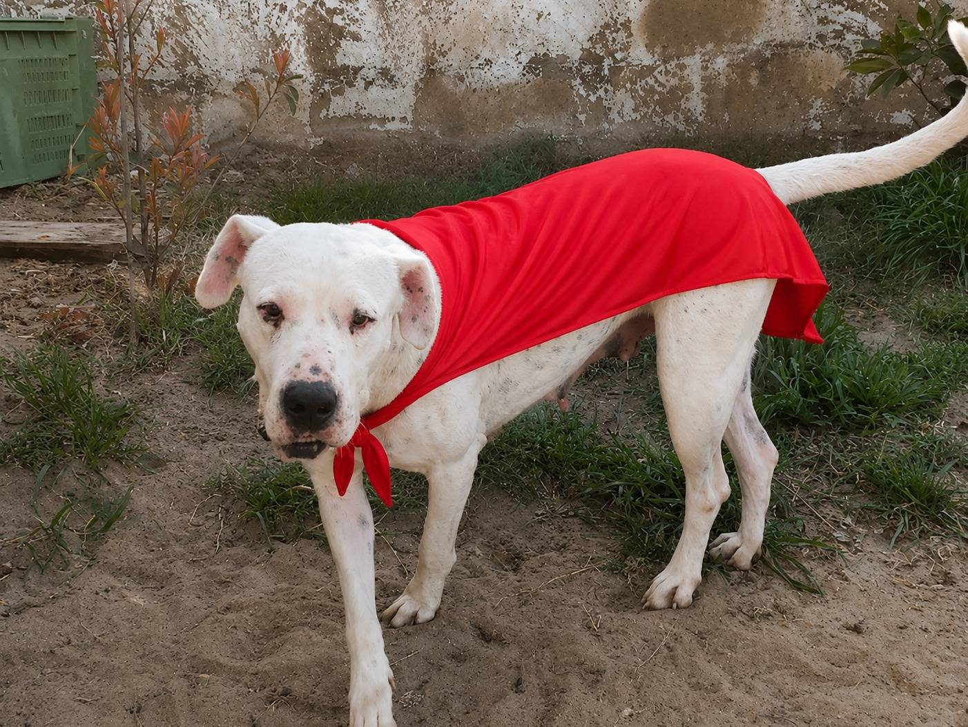 Adozione cane, femmina, Dogo Argentino, 4 anni e 4 mesi, taglia gigante, Napoli