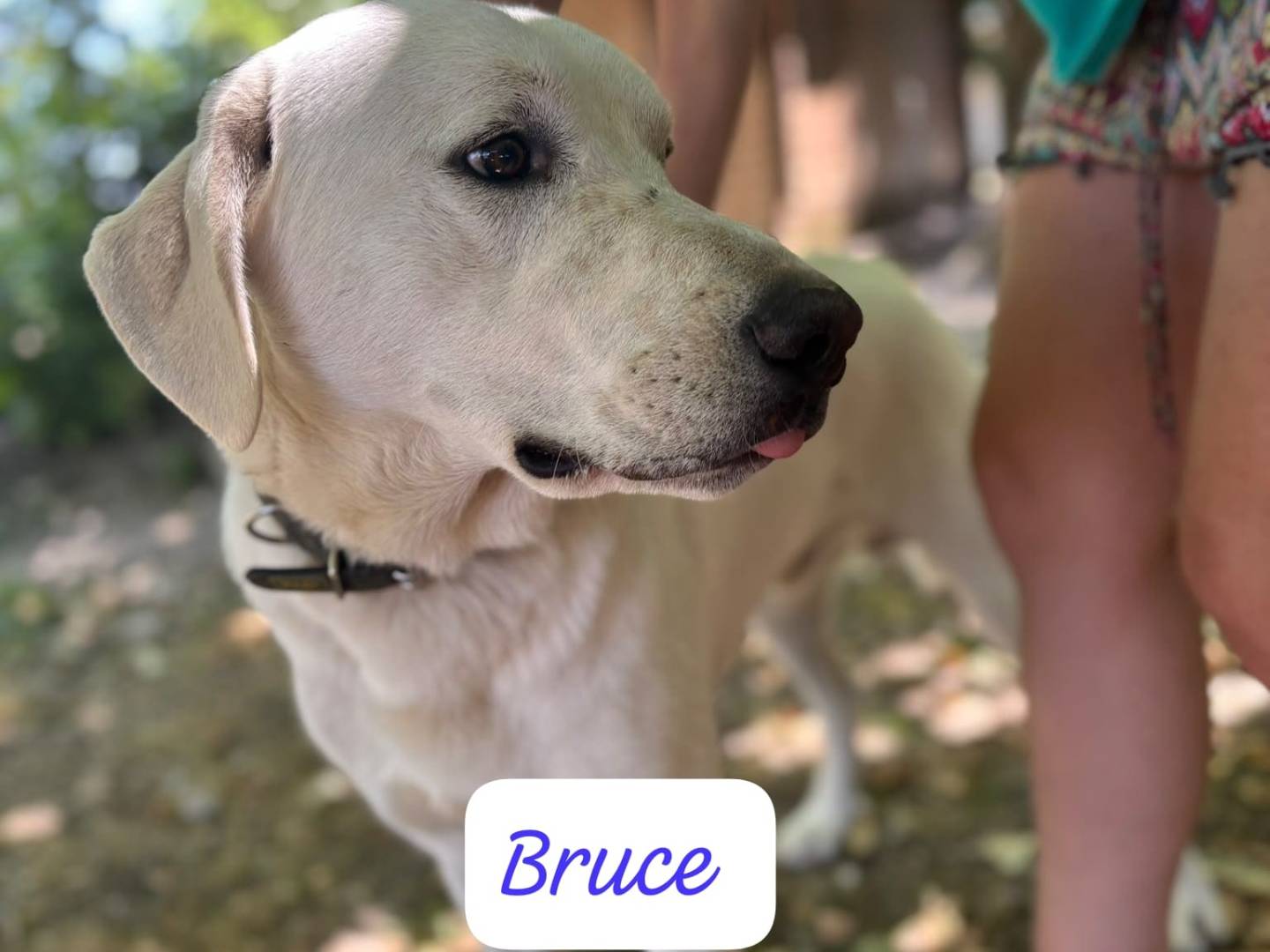 Adotta un cane, maschio, 1 anno e 4 mesi, Modena