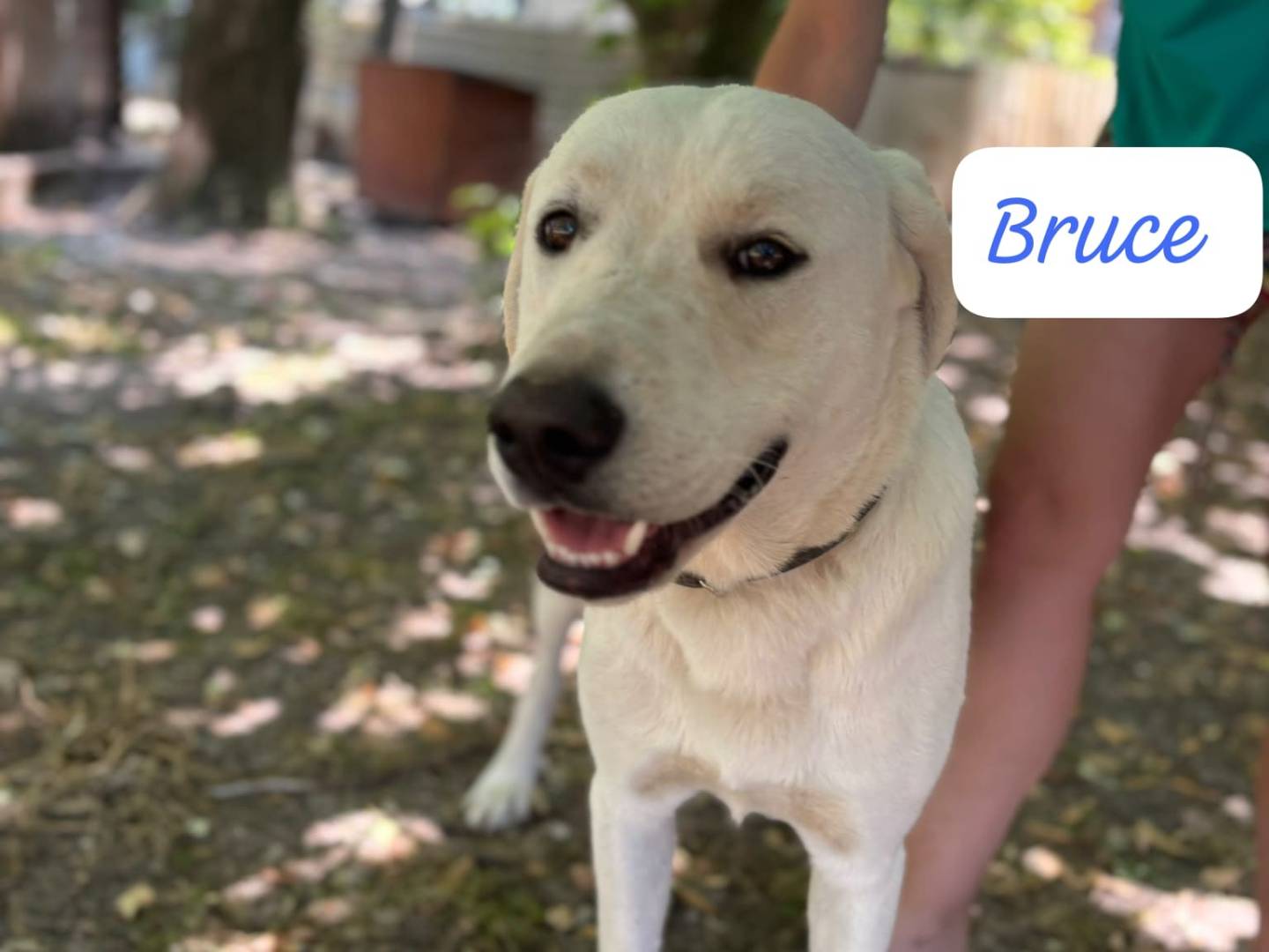 Adotta un cane, taglia media, maschio, Modena