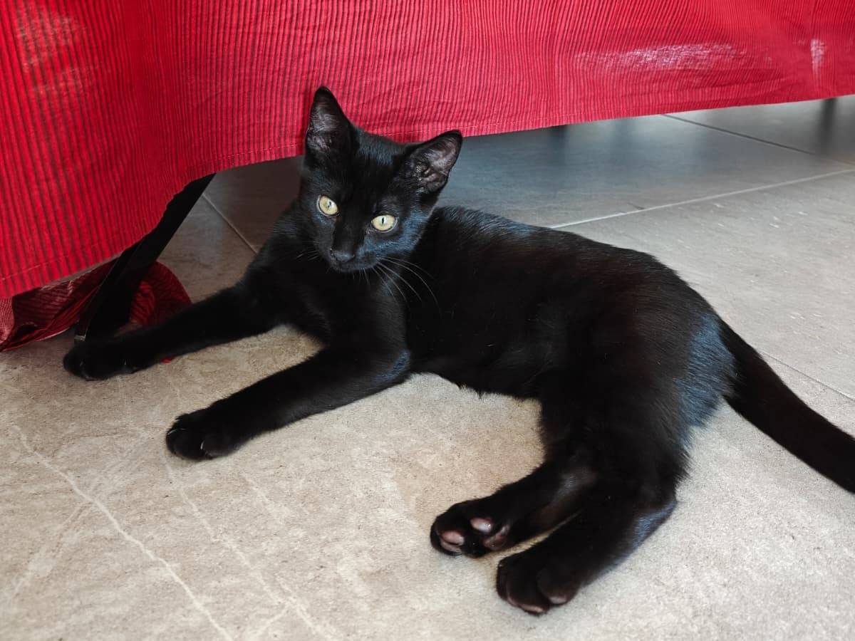 Adozione gatto, femmina, Razza sconosciuta Razza sconosciuta, 3 mesi, taglia non valida, Milano