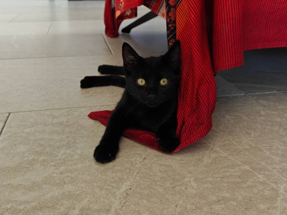 Adotta un gatto, femmina, 3 mesi, Milano