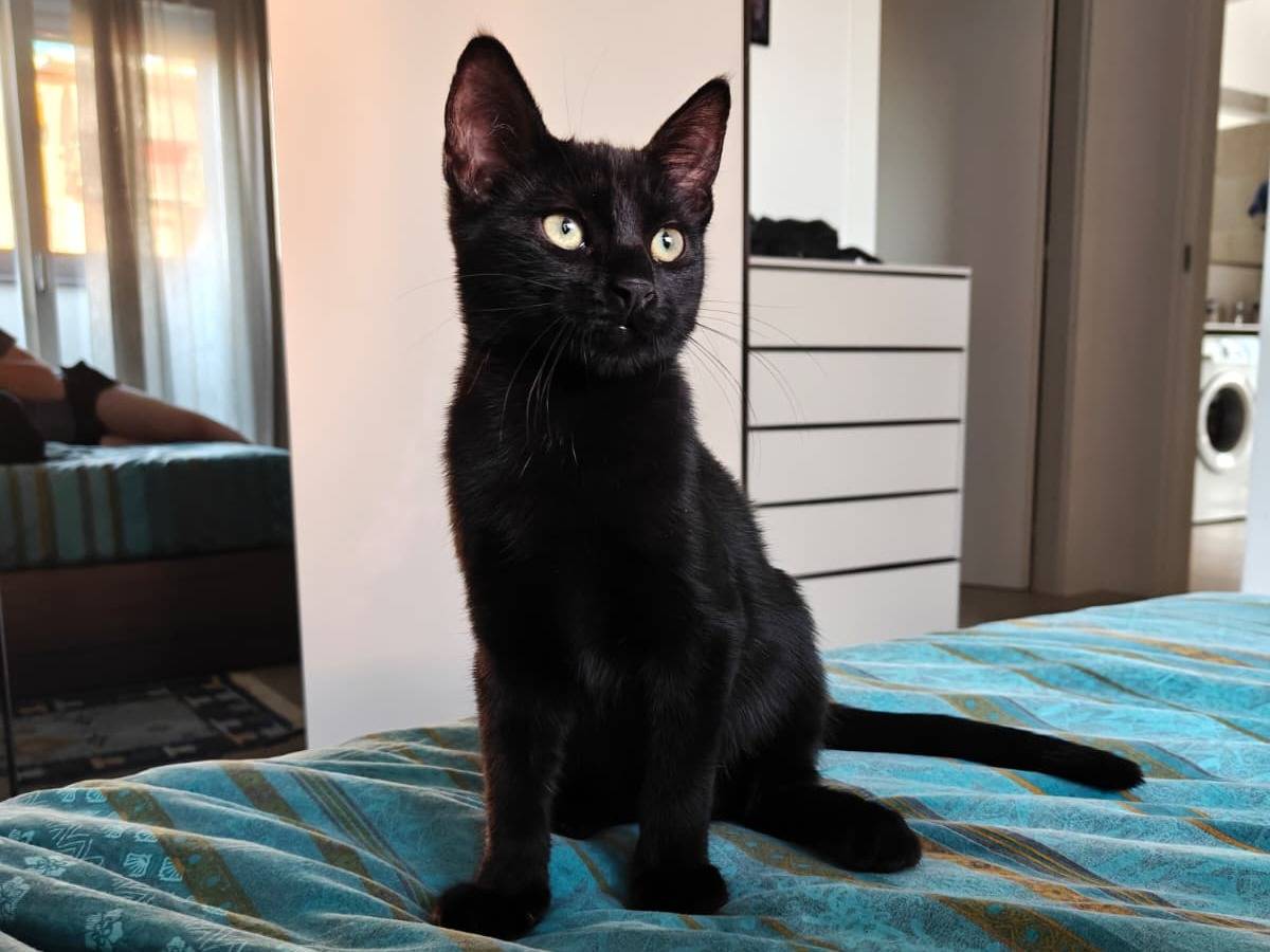 Adotta un gatto, taglia non valida, femmina, Milano