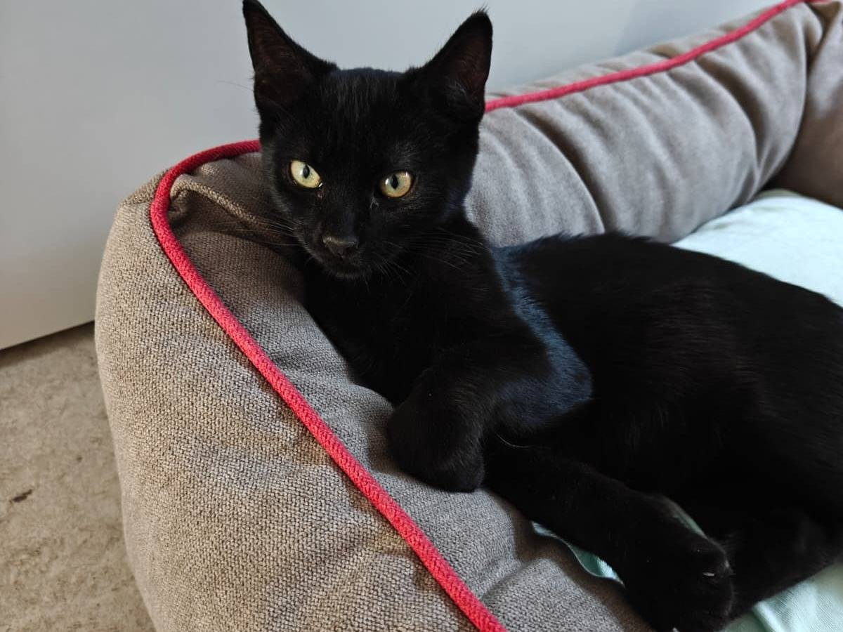 Vuoi adottare un gatto a Milano?