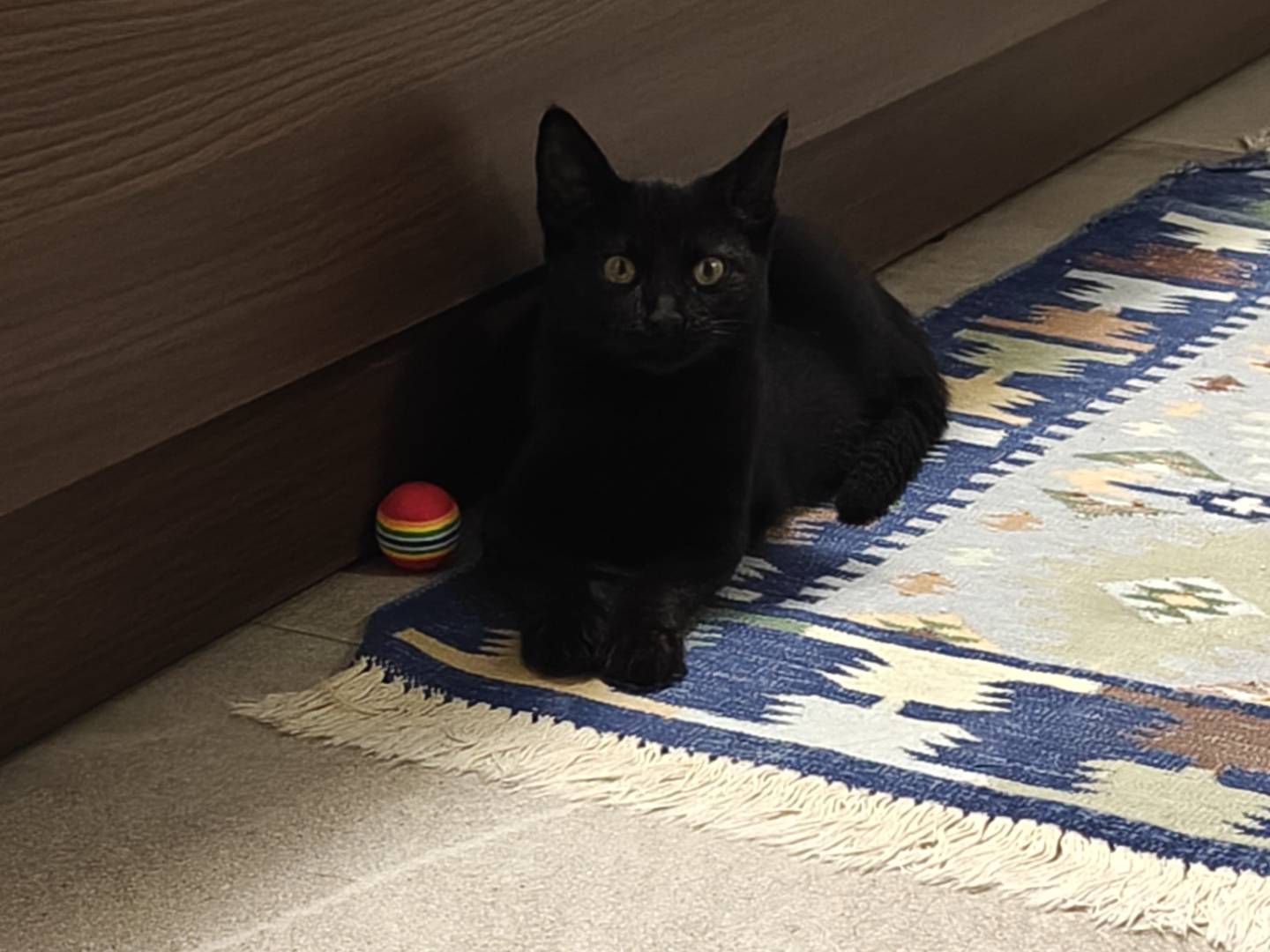 Adotta il gatto TEQUILA  a Milano