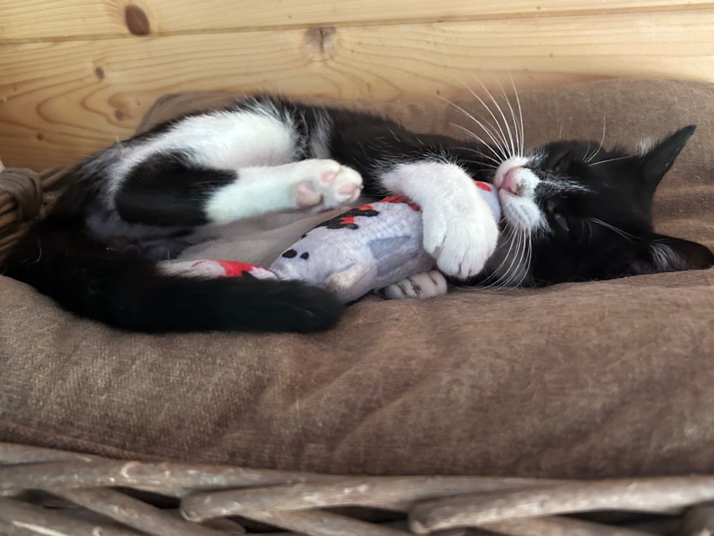 Adozione gatto, maschio, Razza sconosciuta Razza sconosciuta, 7 mesi, taglia non valida, Milano