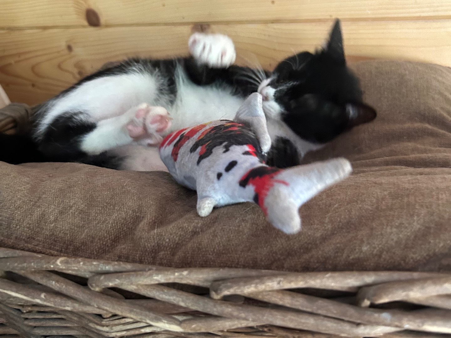Adotta un gatto, maschio, 7 mesi, Milano