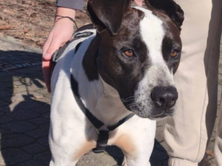 Adotta un cane, femmina, 2 anni e 2 mesi, Treviso