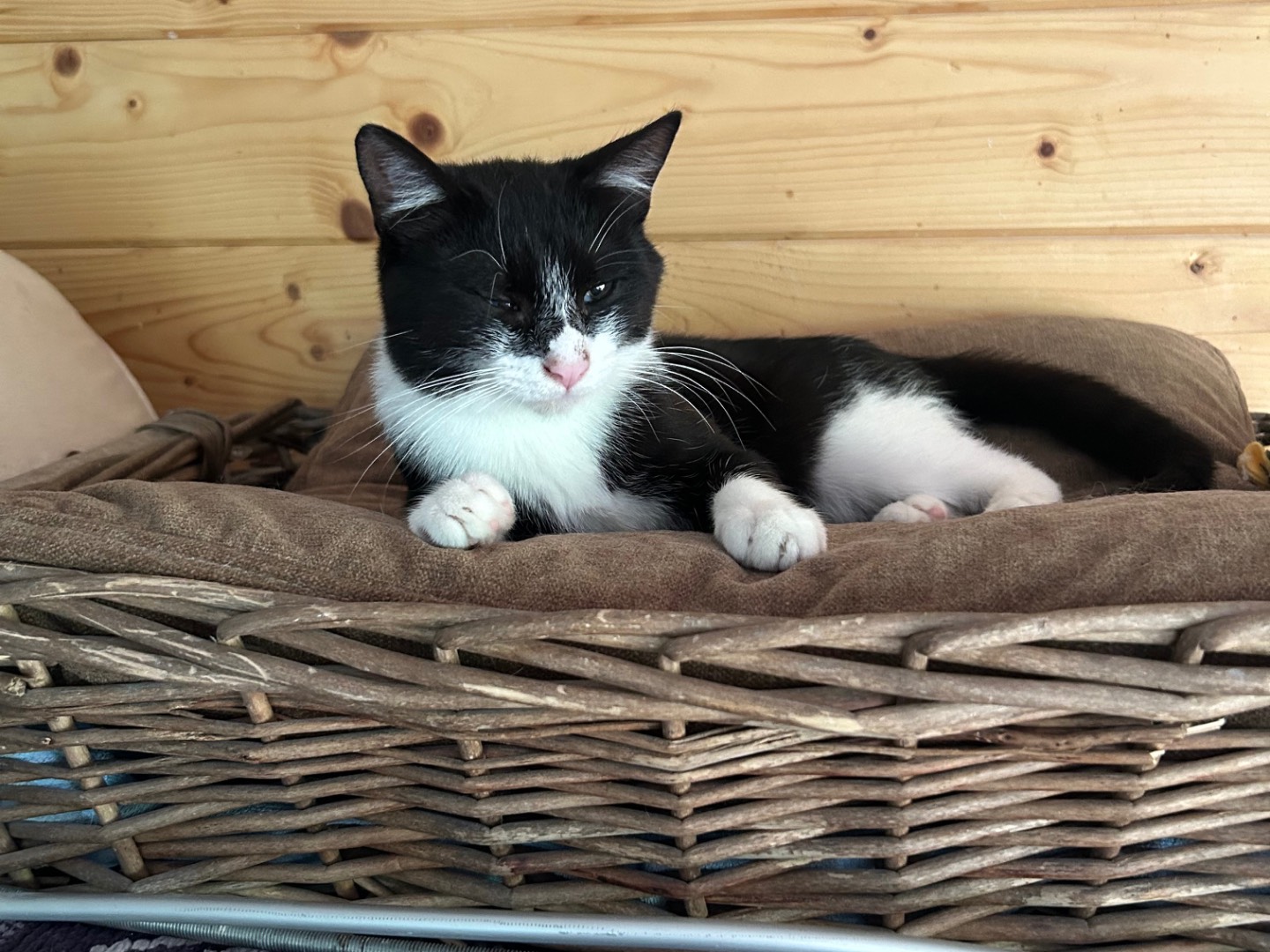 Adotta un gatto, taglia non valida, maschio, Milano