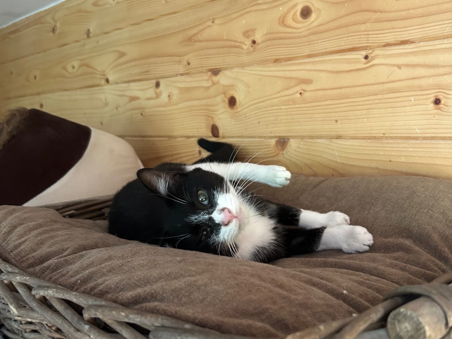 Vuoi adottare un gatto a Milano?