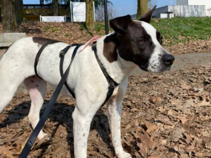 Adozione cane, femmina, Razza sconosciuta Razza sconosciuta, 2 anni e 2 mesi, taglia media, Treviso