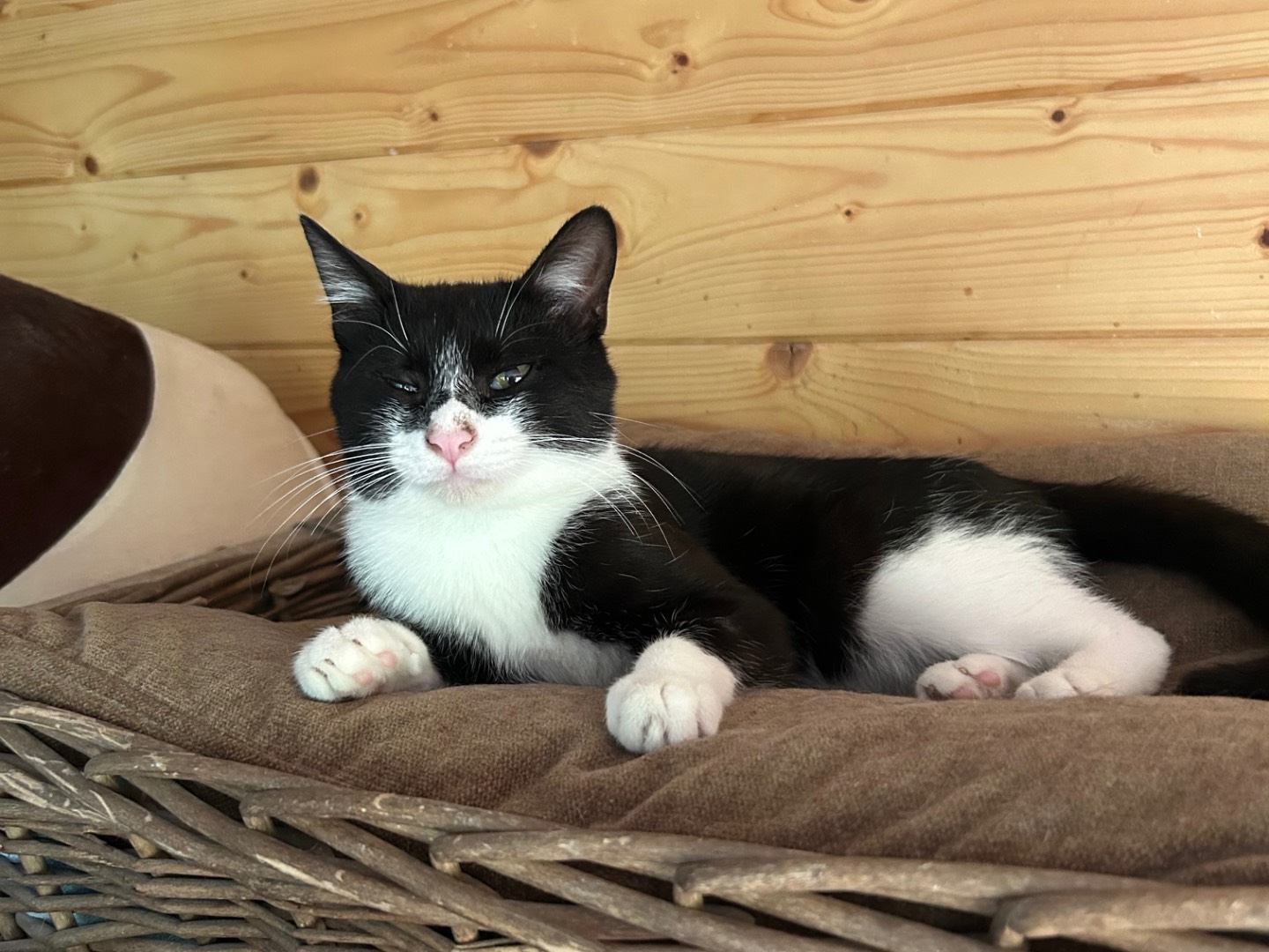 Adotta il gatto Felix a Milano