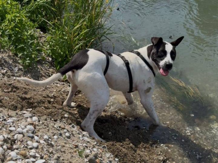 Vuoi adottare un cane a Treviso?