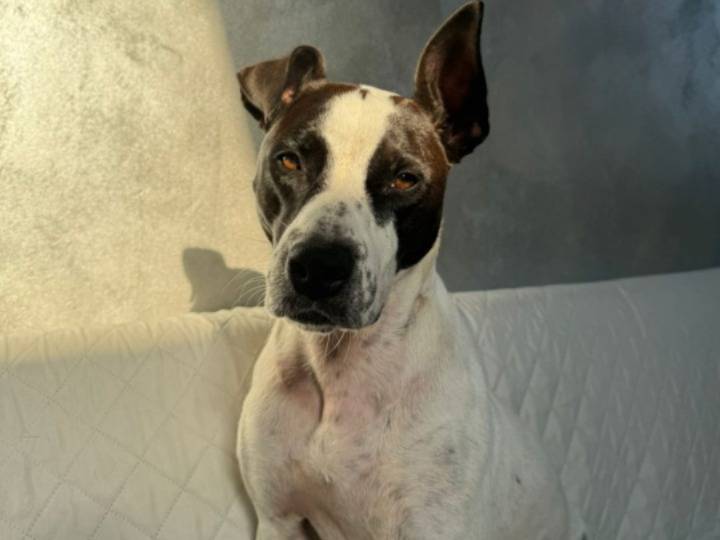 Adotta il cane Alice mix molossina URGENTE  a Treviso